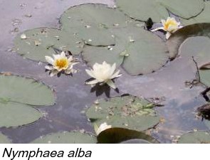 Nymphaea alba